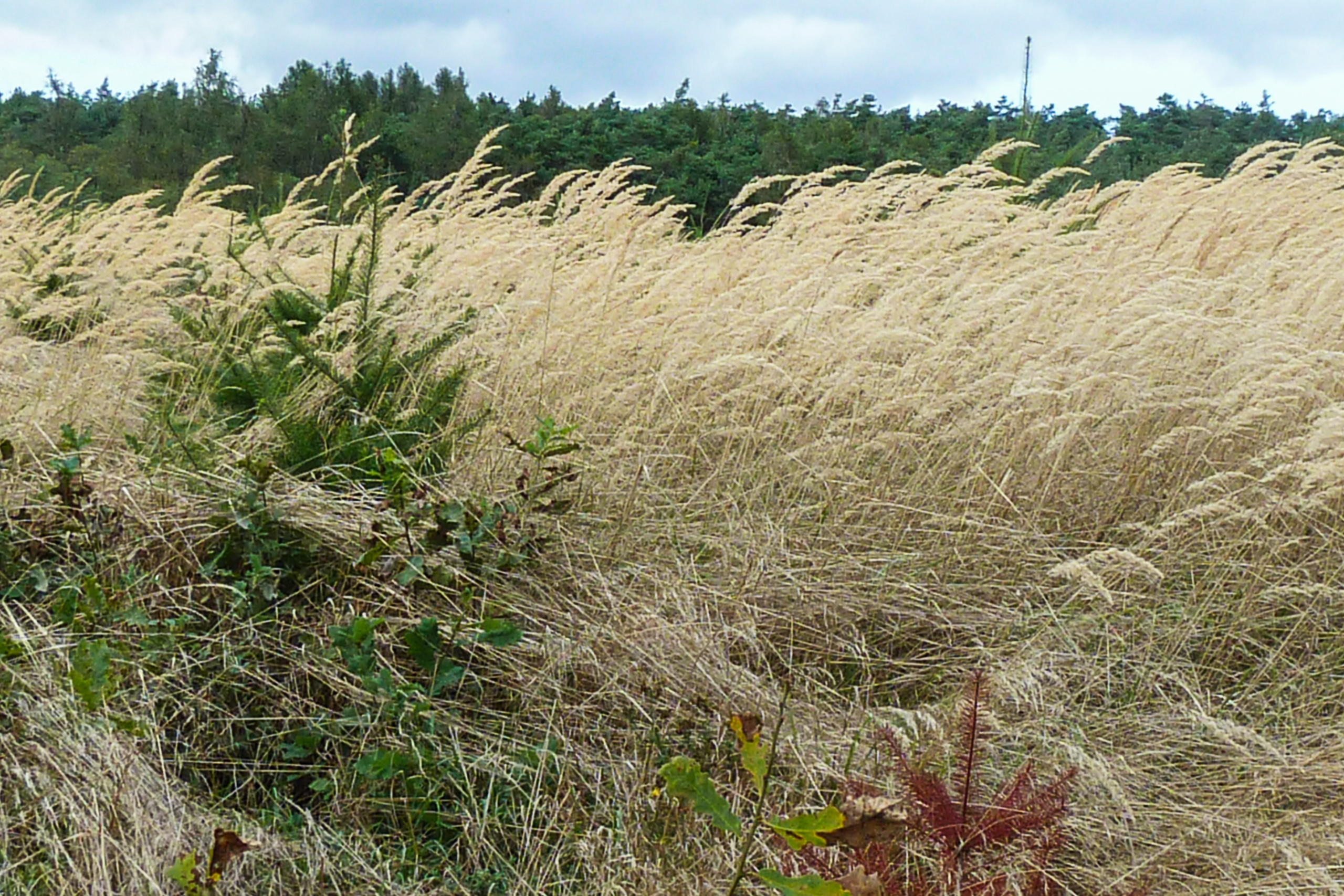 Windgepeitschtes Grasfeld am Waldrand